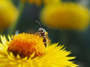 strawflower, bee, pollination-8253196.jpg
